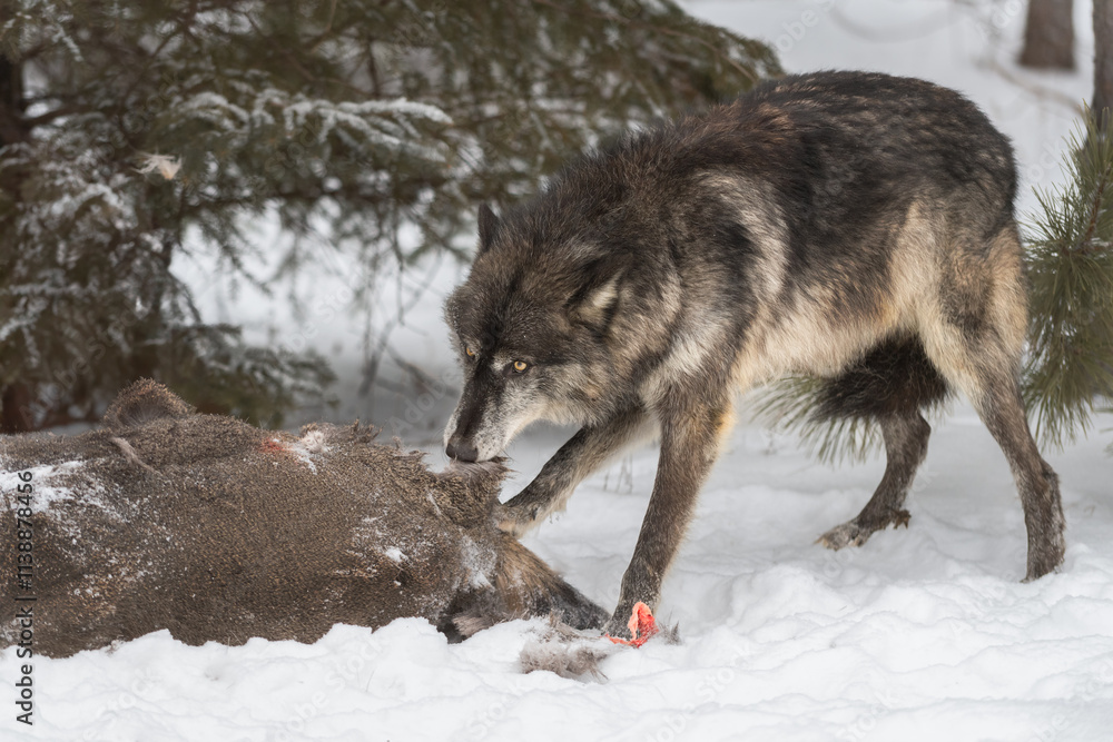 Black-Phase Grey Wolf (Canis lupus) Tugs At White-Tail Deer Carcass Tail Tucked Winter