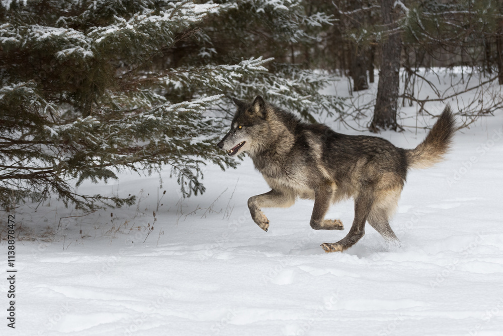 Black-Phase Grey Wolf (Canis lupus) Runs Left Past Pine Tree Winter