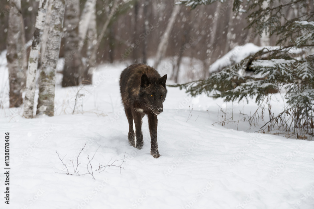 Black-Phase Grey Wolf (Canis lupus) Walks Forward Out of Snowy Woods Winter