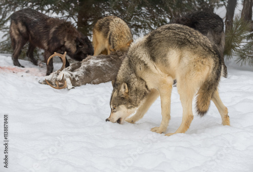 Obraz na płótnie Grey Wolf (Canis lupus) Bites at Snow Pack Eats at Deer Carcass in Background Winter w salonie