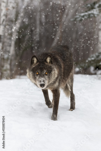 Obraz na płótnie Black-Phase Grey Wolf (Canis lupus) Steps Forward From Snowy Woods Winter w salonie