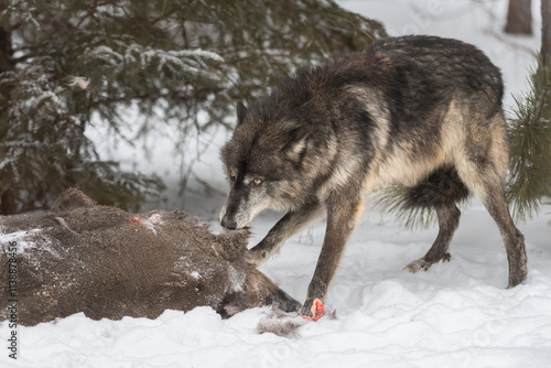 Obraz na płótnie Black-Phase Grey Wolf (Canis lupus) Tugs At White-Tail Deer Carcass Tail Tucked Winter w salonie