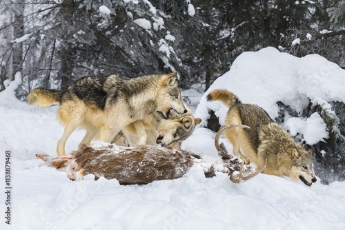 Young Grey Wolves (Canis lupus) Snap and Run at White-Tail Deer Carcass Winter