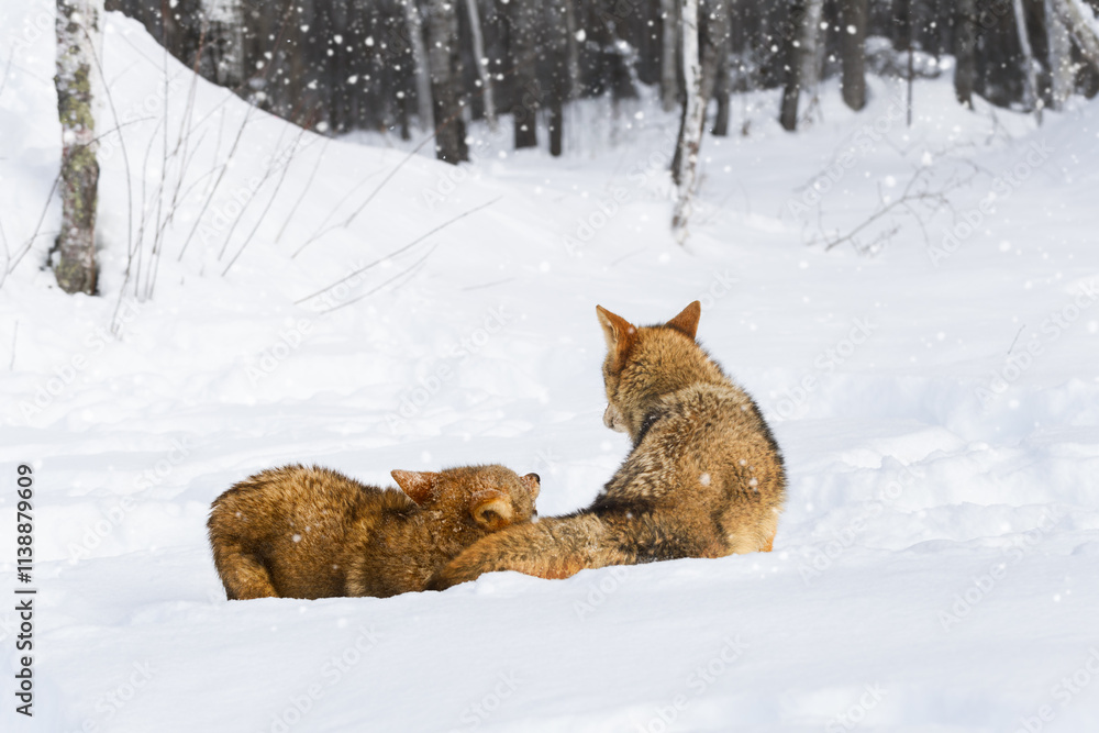 Coyotes (Canis latrans) Tussle Together in Snow Winter