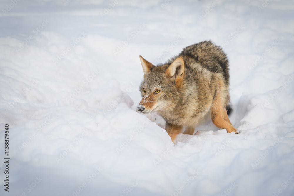 Coyote (Canis latrans) Sniffs at Lightly Bloodstained Snow Winter