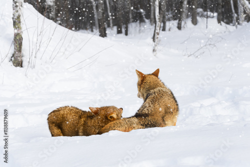 Obraz na płótnie Coyotes (Canis latrans) Tussle Together in Snow Winter w salonie