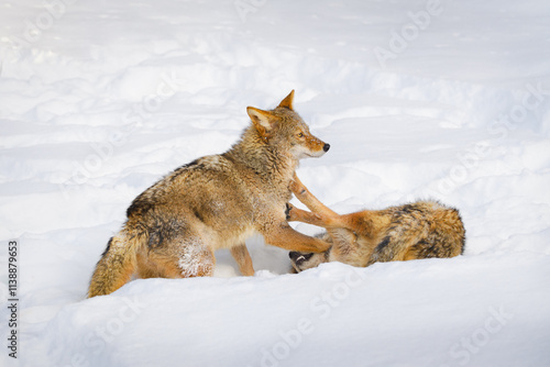 Obraz na płótnie Coyote (Canis latrans) Pins Packmate to Snow Winter w salonie