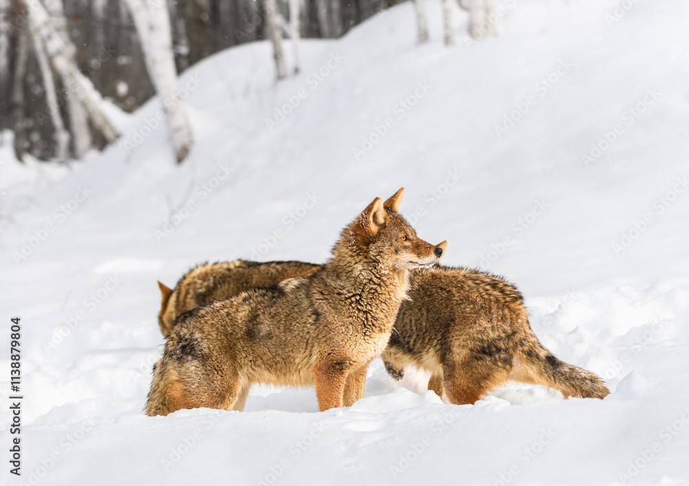 Coyote Pack (Canis latrans) Alert and Sniffing About in Snow Winter