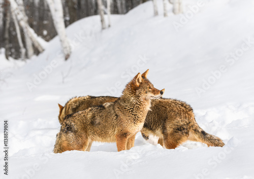 Coyote Pack (Canis latrans) Alert and Sniffing About in Snow Winter