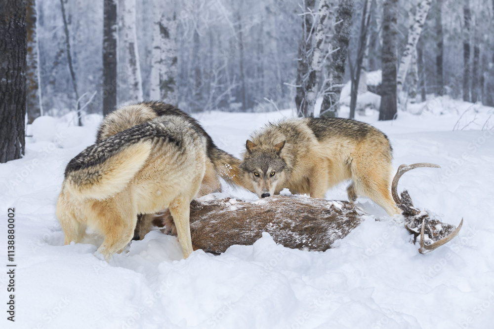 Wolf Pack (Canis lupus) Gathers Around White-Tail Deer Body Winter Wolf Pack (Canis lupus) Gathers Around White-Tail Deer Body Winter