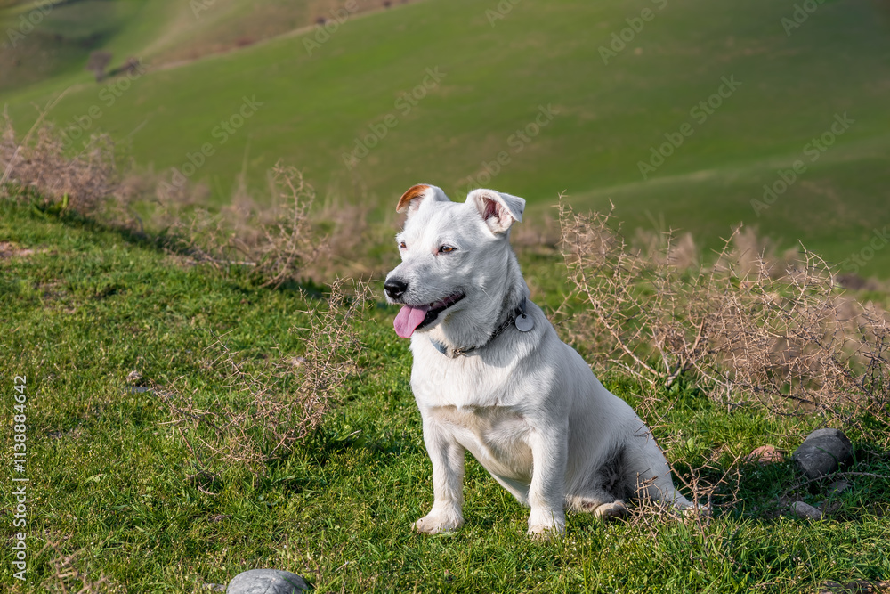 Theme with a purebred dog - photo for various themes with dogs Theme with a purebred dog - photo for various themes with dogs