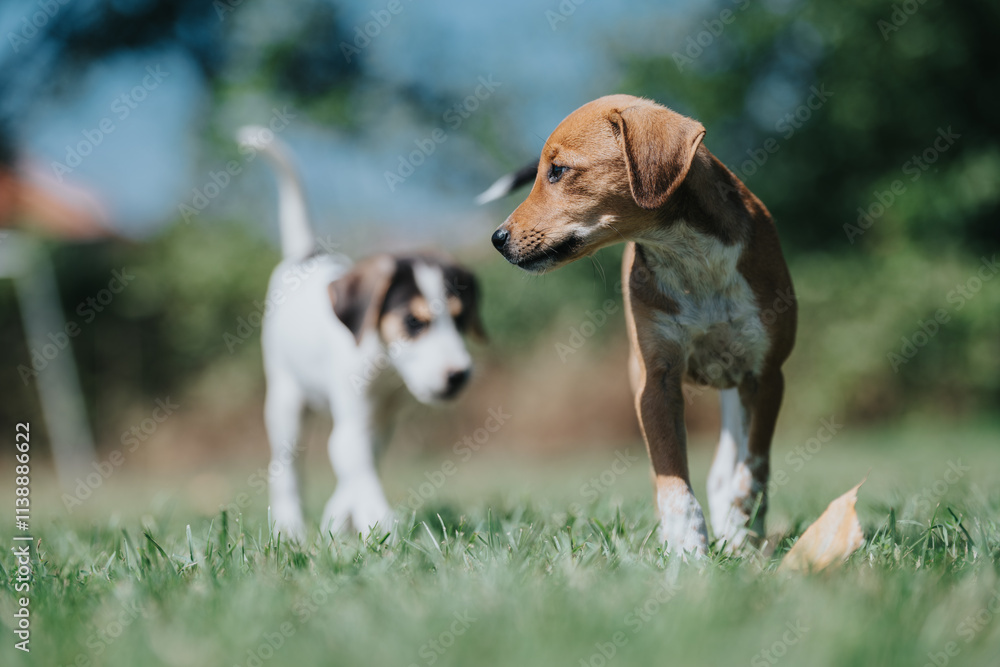 Two adorable puppies wander playfully on a sunny grassy field, showcasing their curiosity and innocence against a blurred green background. Two adorable puppies wander playfully on a sunny grassy field, showcasing their curiosity and innocence against a blurred green background.