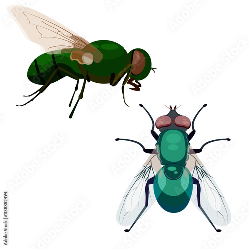 Two green flies without background