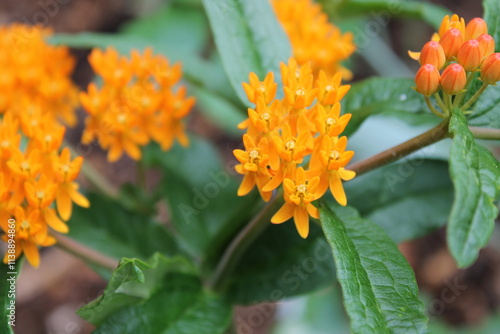 Butterfly Milkweed, specimen sample, growing in Ontario Canada, captured by MIROFOSS. photo