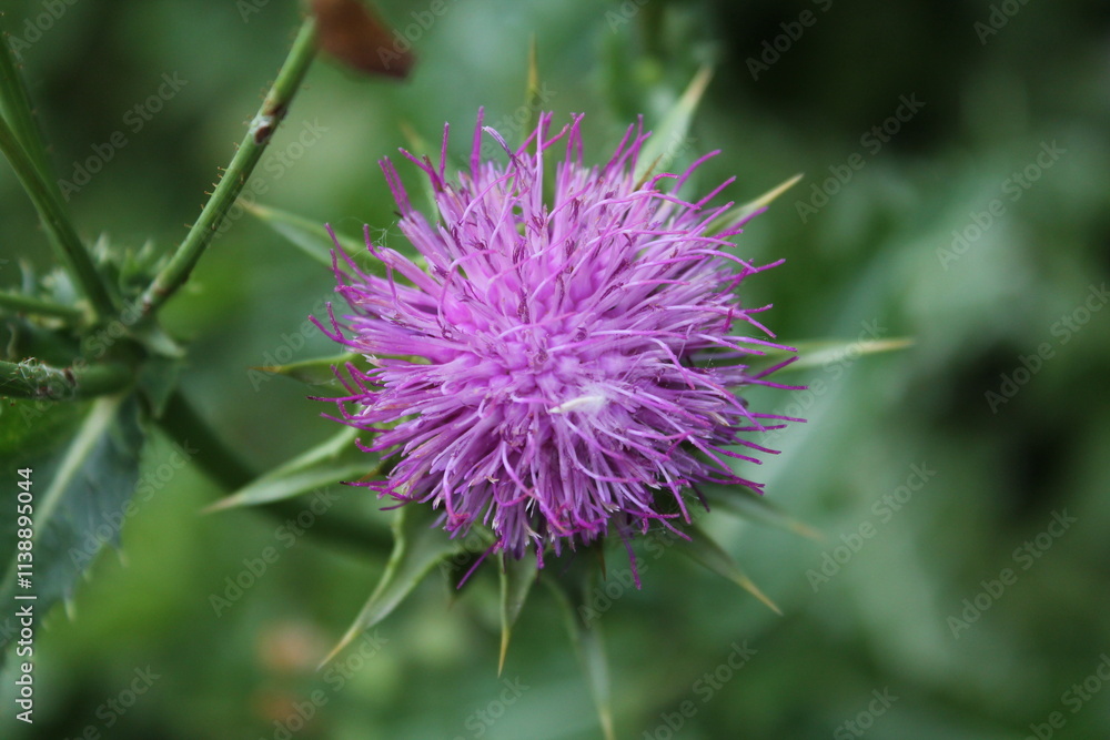 A sample of Blessed Milk Thistle (Silybum Maranum) in the Aster family, growing in Ontario Canada. -Captured by MIROFOSS A sample of Blessed Milk Thistle (Silybum Maranum) in the Aster family, growing in Ontario Canada. -Captured by MIROFOSS