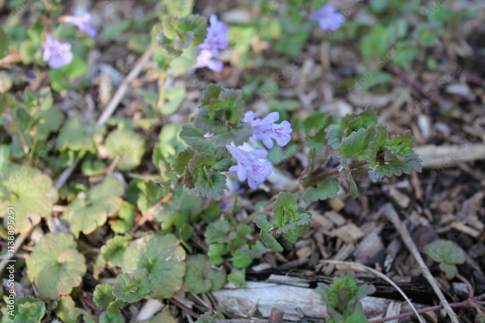 A sample of Creeping Charlie (Glechoma Hederacea) in the Mint family, growing in Ontario Canada. -Captured by MIROFOSS A sample of Creeping Charlie (Glechoma Hederacea) in the Mint family, growing in Ontario Canada. -Captured by MIROFOSS