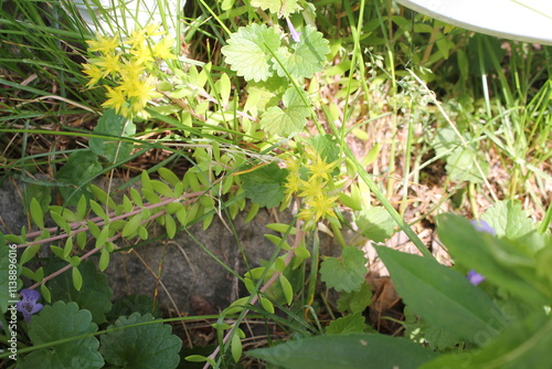 Stringy Stonecrop, specimen sample, growing in Ontario Canada, captured by MIROFOSS.