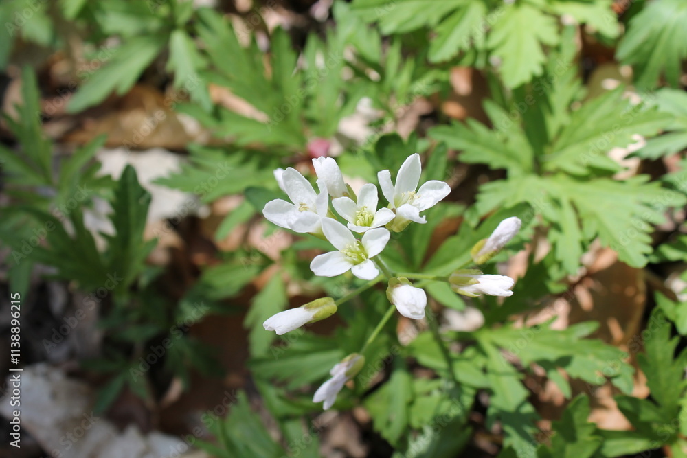 A sample of Cut-Leaf Toothwort (Cardamine Concatenata) in the Mustard family, growing in Ontario Canada. -Captured by MIROFOSS A sample of Cut-Leaf Toothwort (Cardamine Concatenata) in the Mustard family, growing in Ontario Canada. -Captured by MIROFOSS