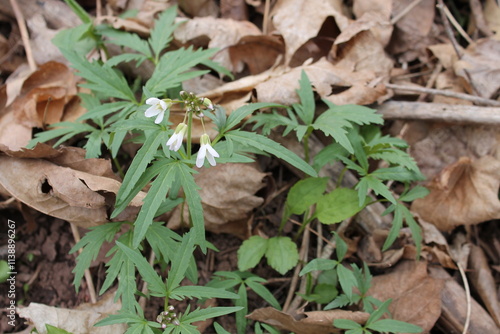 Cut-Leaf Toothwort, specimen image, growing in Ontario Canada, Captured by MIROFOSS. photo