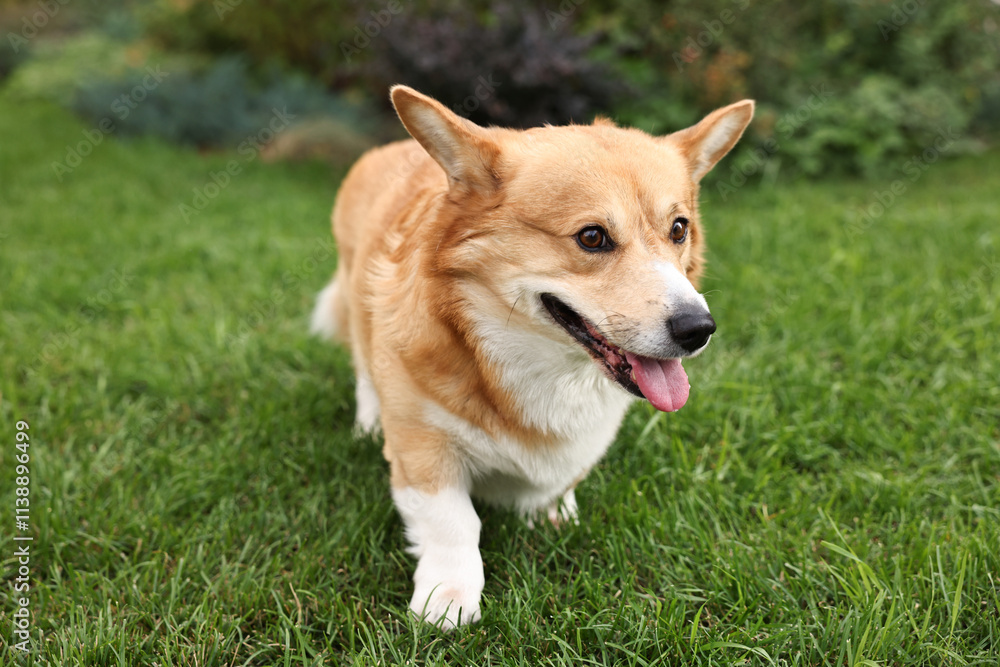 Pembroke Welsh Corgi on green grass in park Pembroke Welsh Corgi on green grass in park