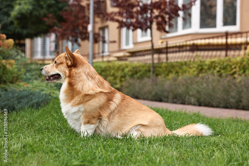 Pembroke Welsh Corgi on green grass in park