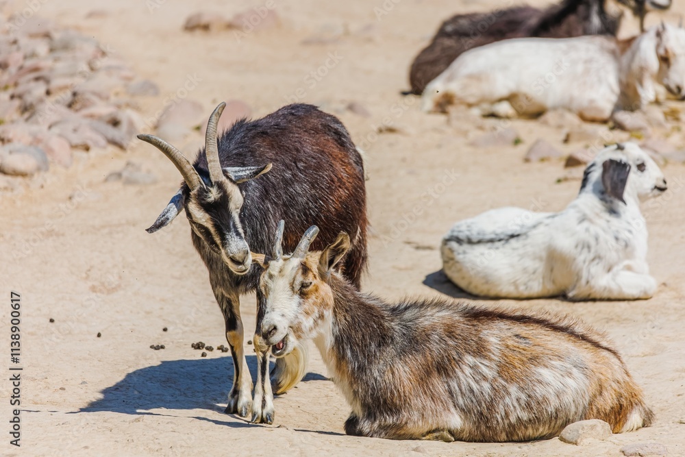 Animals - goats walking outdoors
