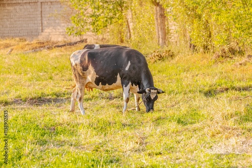 Grass fed cow. Free range cow eating different grass photo