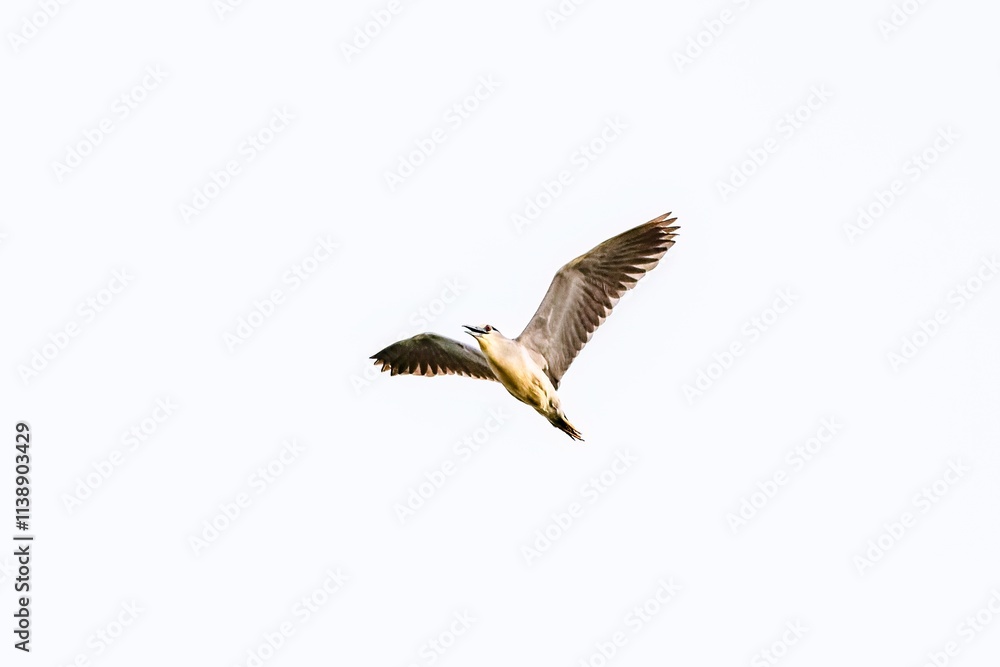 Bird - black-crowned night heron (Nycticorax nycticorax) or black-capped night heron in the wild Bird - black-crowned night heron (Nycticorax nycticorax) or black-capped night heron in the wild