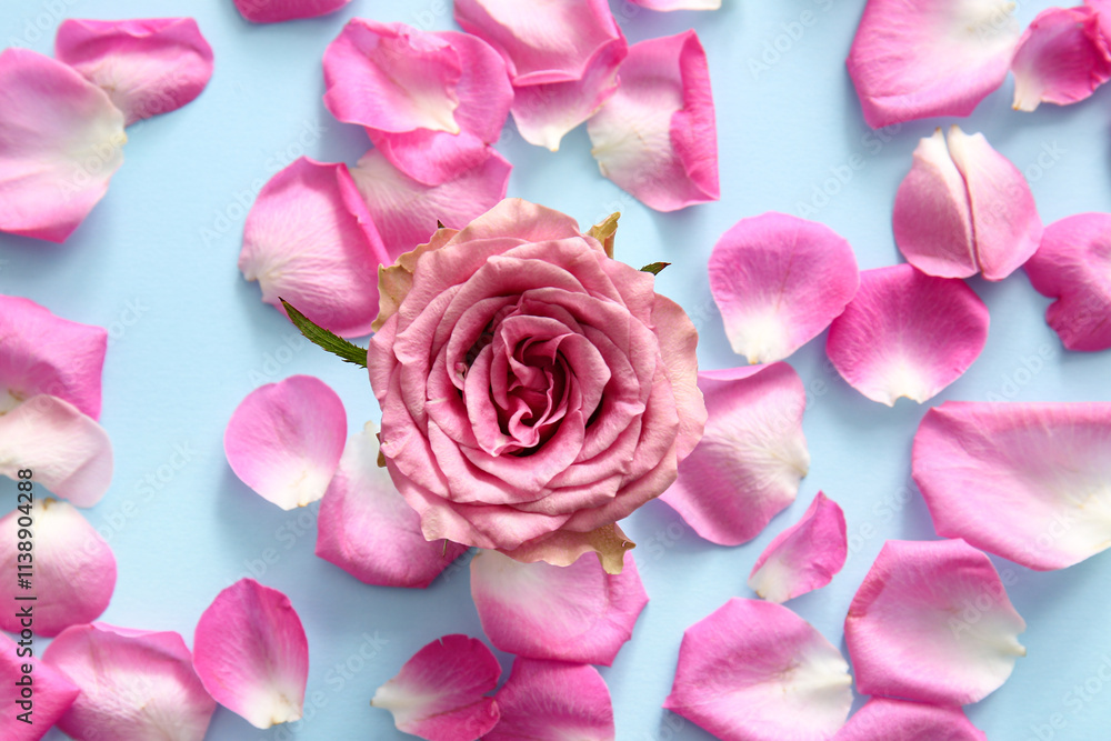 Beautiful rose flower with pink petals on blue background Beautiful rose flower with pink petals on blue background