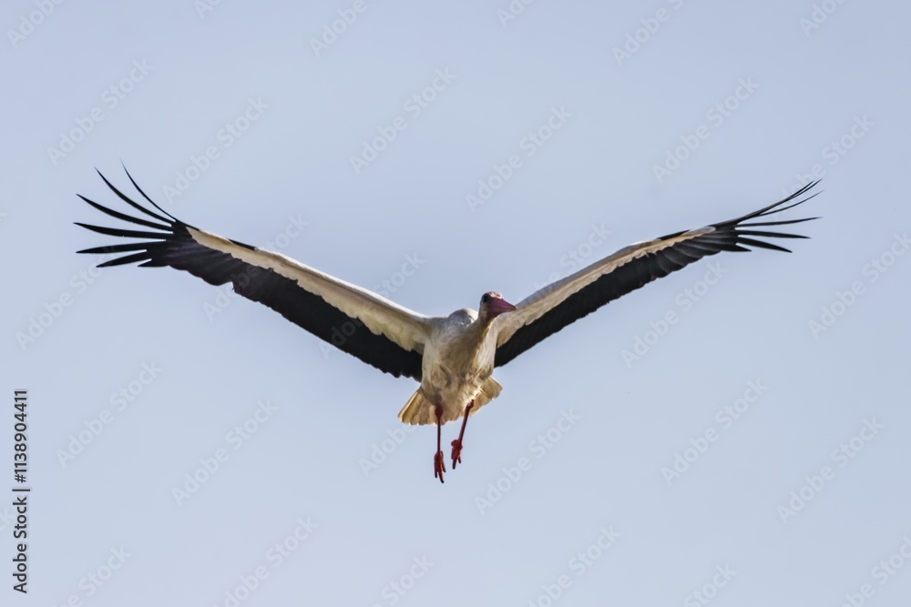 White stork bird (Ciconia ciconia) in flight White stork bird (Ciconia ciconia) in flight