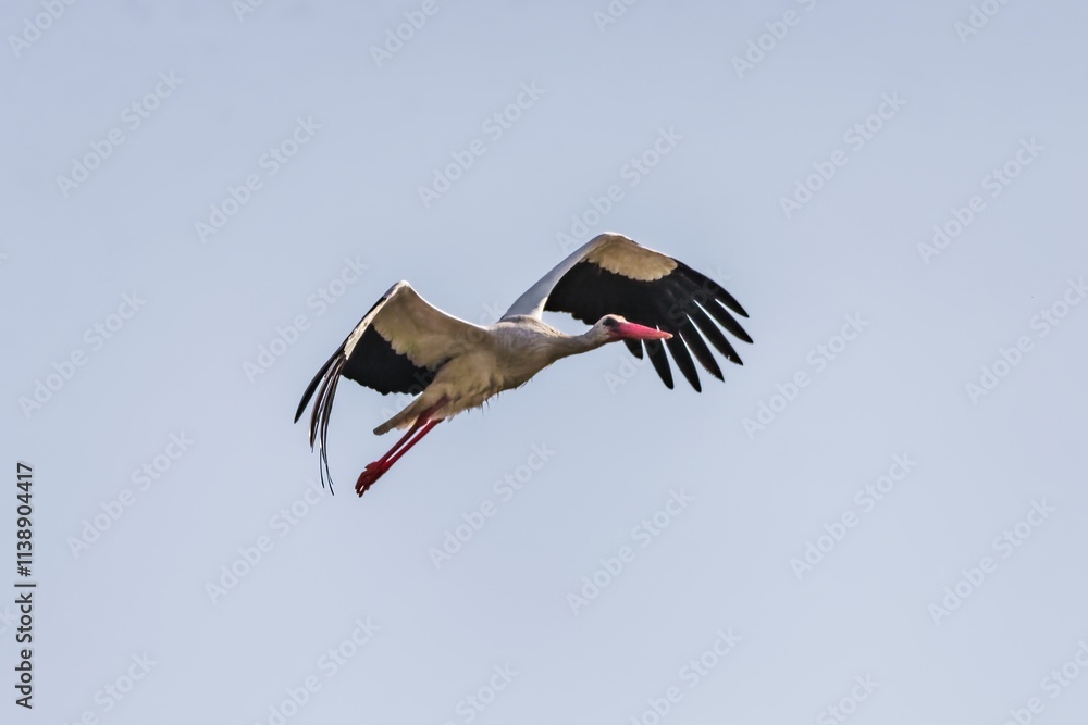 Obraz premium White stork bird (Ciconia ciconia) in flight