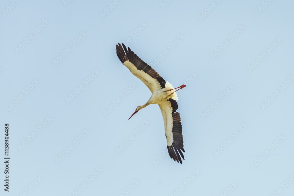 Obraz premium White stork bird (Ciconia ciconia) in flight