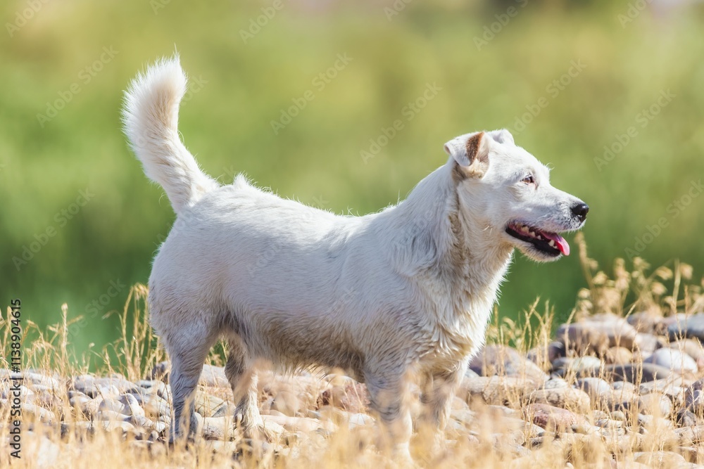 A pet dog walks outdoors. Purebred breed Jack Russell Terrier male A pet dog walks outdoors. Purebred breed Jack Russell Terrier male
