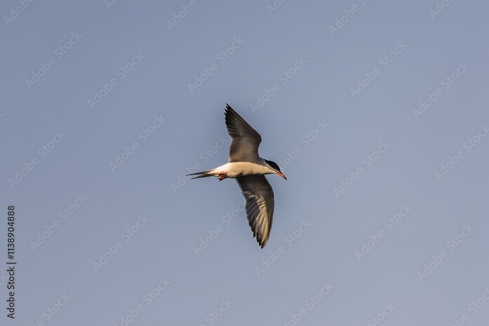 Common tern bird (Sterna hirundo) in the wild Common tern bird (Sterna hirundo) in the wild