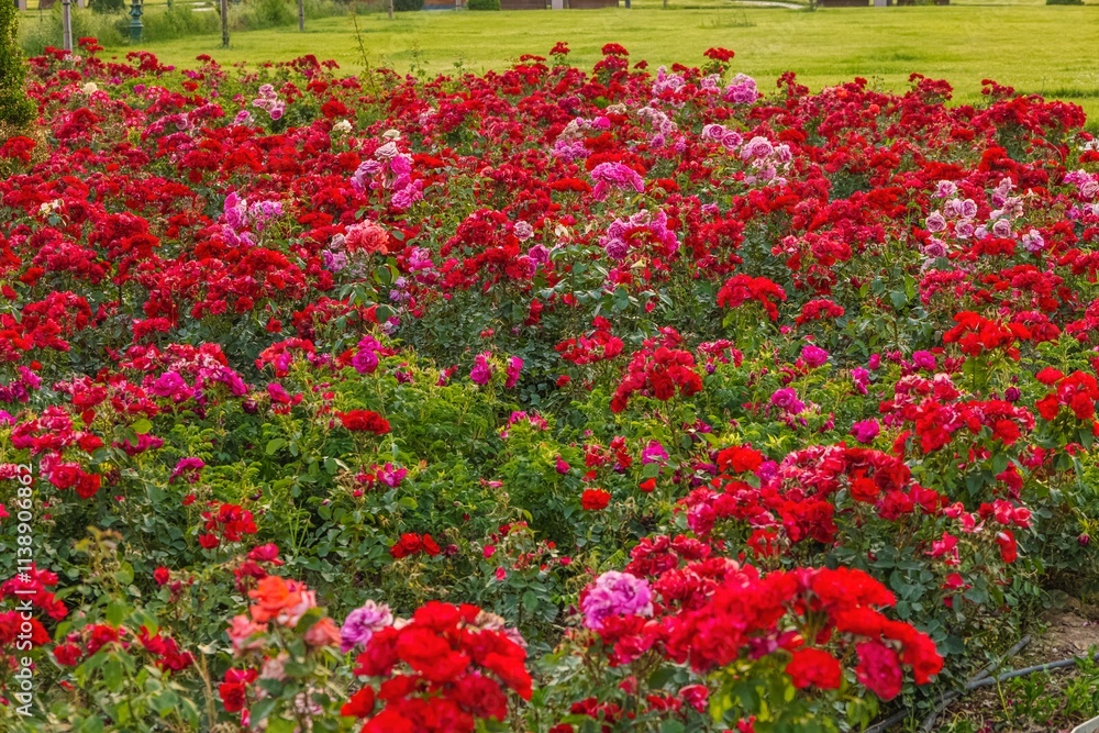 Beautiful background with a field of rose flowers Beautiful background with a field of rose flowers