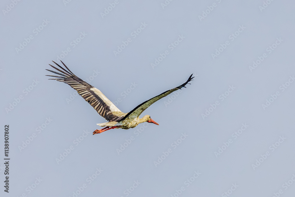 Obraz premium Birds soar in the wild blue sky, embodying the spirit of nature's wildlife with their majestic wings, beaks, and feathers