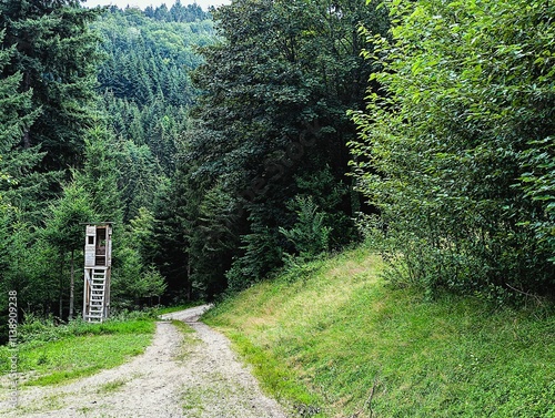 Hunter's perch next to a hiking trail in the Black Forest National Park on a sunny summer's day in southern Germany.