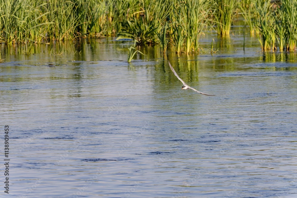 Fototapeta premium Wild birds wade in the pristine lake, showcasing the beauty of nature and the diversity of wildlife in ornithology