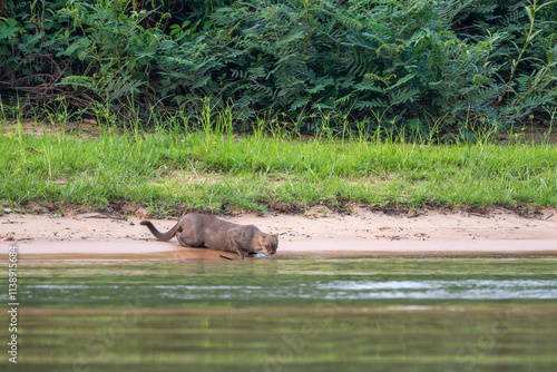 Jaguarundi in the Pantanal