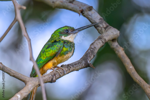 Rufous- Tailed Jacamar photo