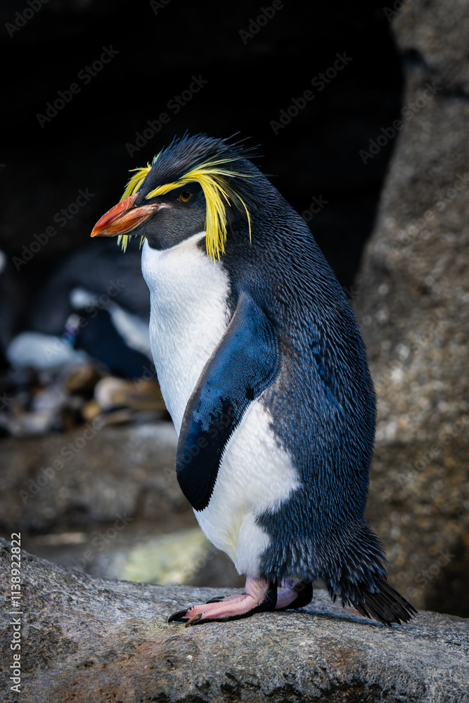 Naklejka premium close up of a penguin