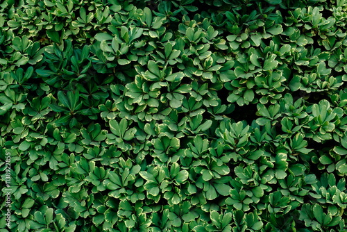 Wallpaper Mural Pared de hojas Torontodigital.ca