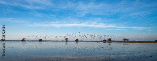 birds in flight in rice fields photo