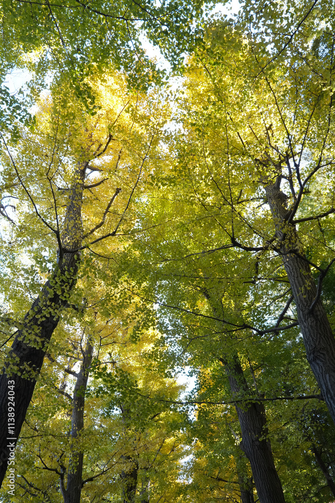 Obraz premium 殿ヶ谷戸庭園の紅葉