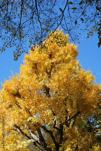 大田黒公園の紅葉