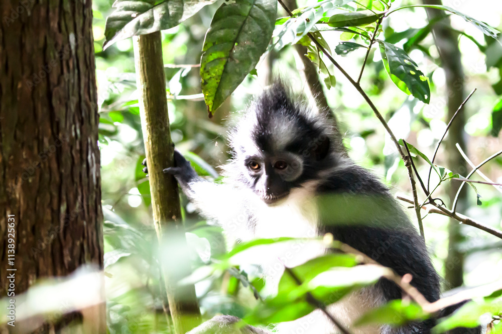 Fototapeta premium Thomas leaf mongkey