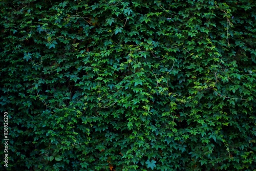 A wall completely covered in green ivy with a few purple flowers. The leaves are lush and vibrant, creating a natural, textured background.