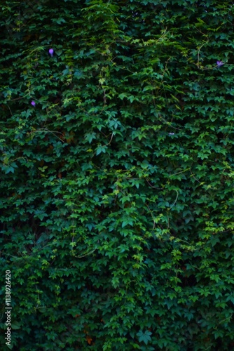 A wall completely covered in green ivy with a few purple flowers. The leaves are lush and vibrant, creating a natural, textured background.