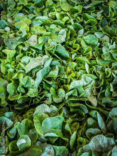 green leaves for a healthy salad