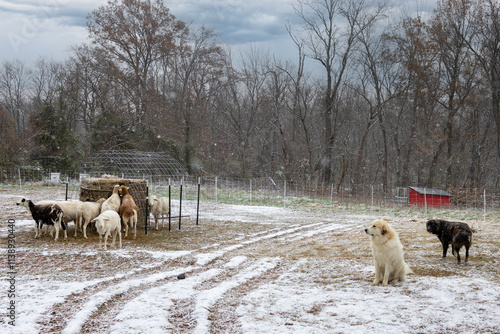 sheep on the snow